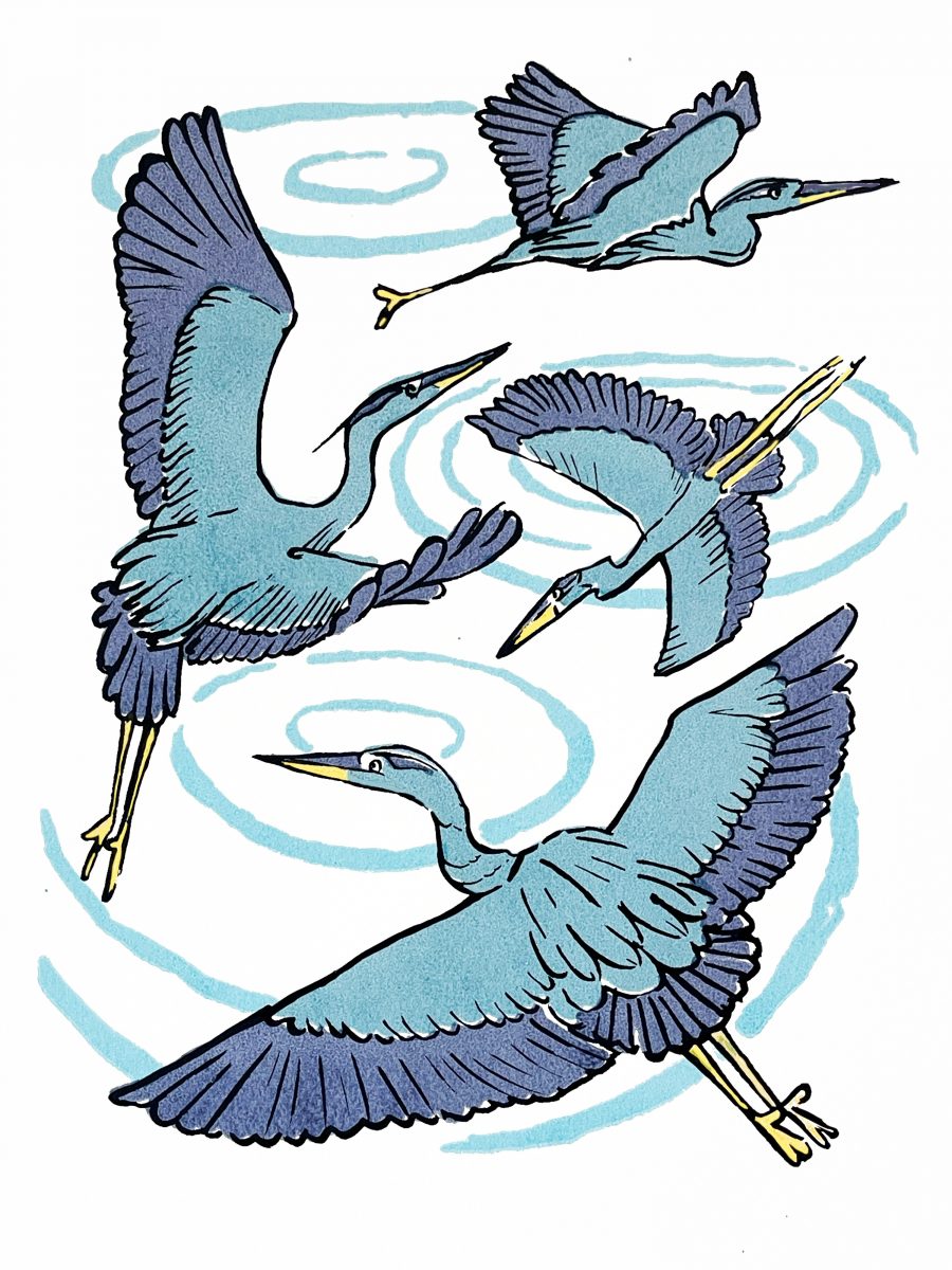 Illustrated print of four flying herons. They are predominantly a bluish grey, with darker greyish lavender under-feathers, yellow beaks and legs. Below them are three water ripples in the same bluish grey color as the herons.